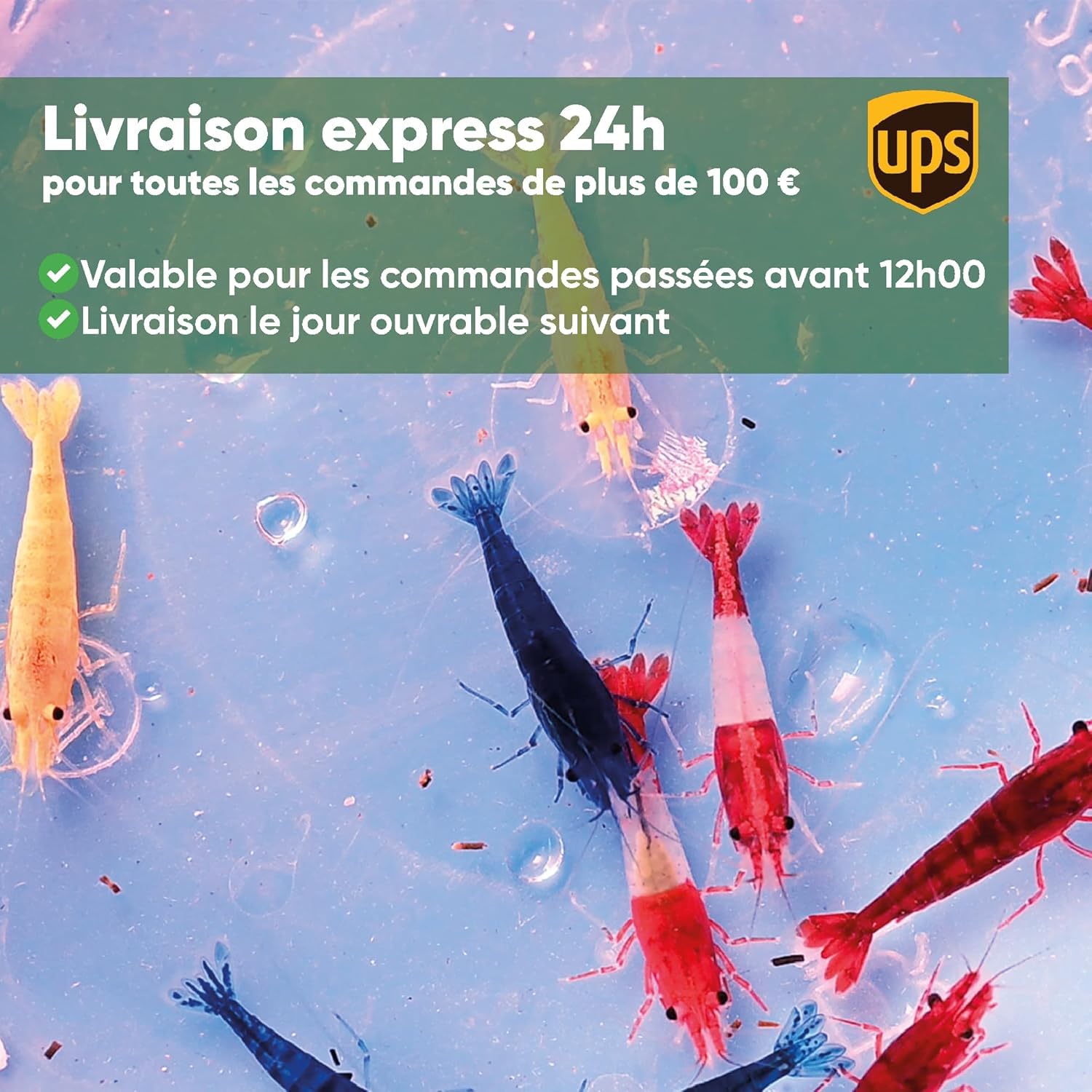 AquaBreedingSkill Lot de 10 Crevettes Green Jade – Crevettes Vivantes pour Aquarium – Naines Neocaridina, Habitants Pacifiques pour Aquariums, Taille 1,5-2 cm