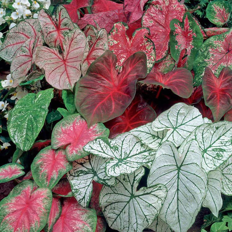 LIVE GREEN Caladium Bulbs Multicolor For Summer Season - Pack of 5 Bulbs, (LG016) (B09RHLJ515) Amazon Price History, Amazon Price Tracker