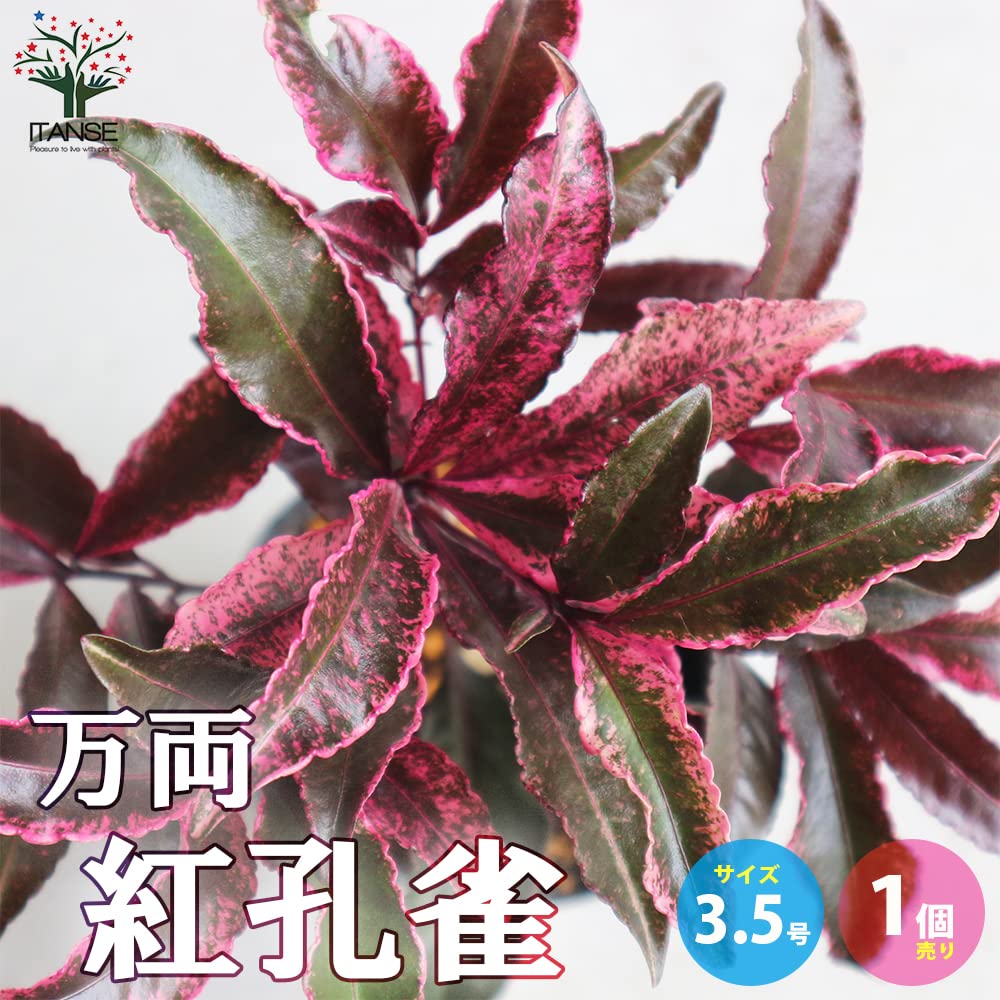 Amazon.co.jp: ITANSE 万両 紅孔雀 3.5号 1個 花木苗 植木 庭木