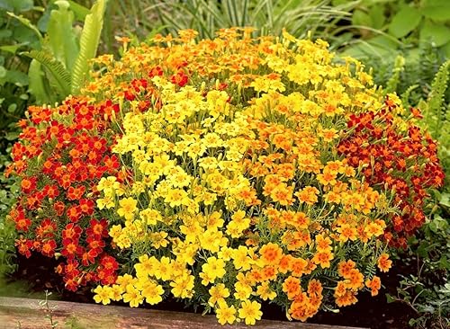 100+ Semillas Mezcla de Caléndulas Mexicanas - Flor Multicolor