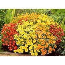 100+ Seeds Mexican Marigolds Mix - Flower Multicolor