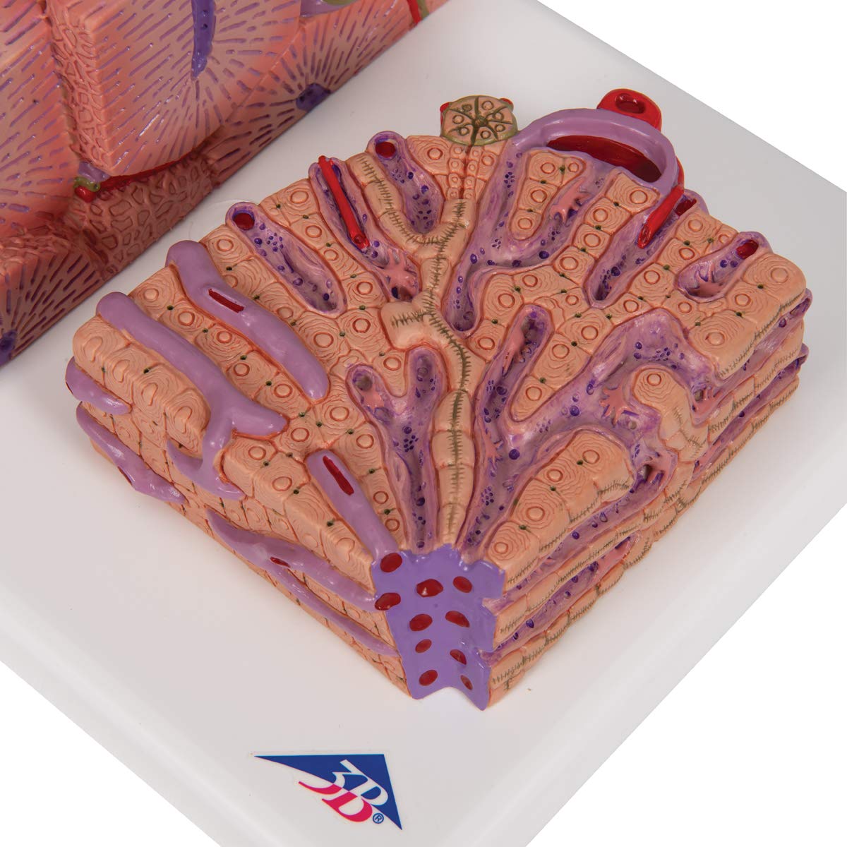 3B Scientific Menschliche Anatomie - 3B MICROanatomy™ Leber + kostenlose Anatomie App - 3B Smart Anatomy