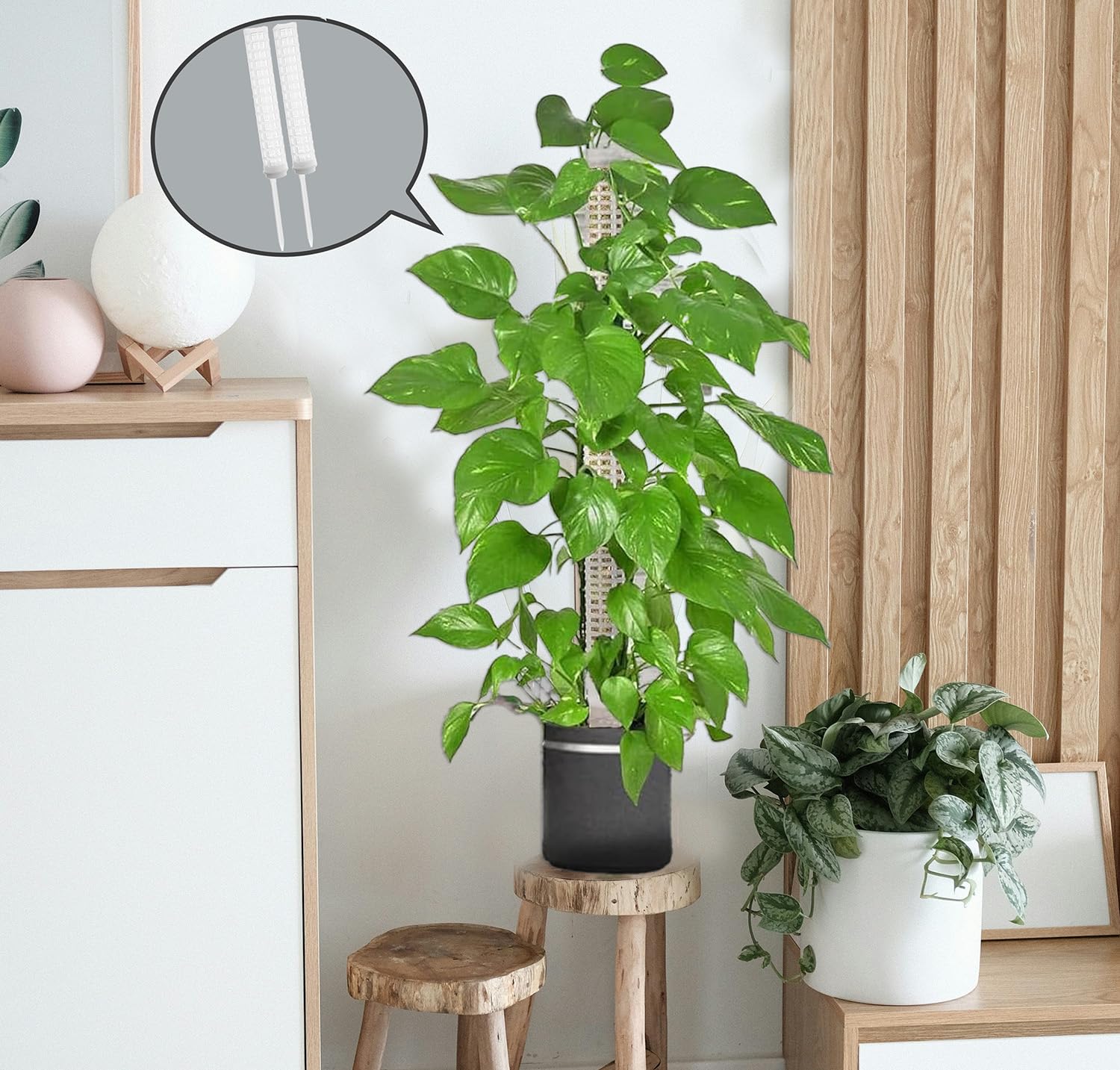 Monstera Rankhilfe, Moosstab fr Monstera, Kletterhilfe Monstera, fr  Gartenbepflanzung Efeutute Pflanzenuntersttzung,100cm Moosstab  Pflanzstab,4 Stck, Monstera mit 10 Etiketten : Amazon.de: Garten