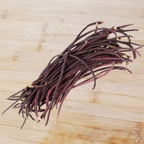 Miniatura 5 de Purple Yard - Semillas de frijol largo, más de 85 semillas, semillas de frijoles largos asiáticos, semillas de frijoles de espárragos, Phaseolus