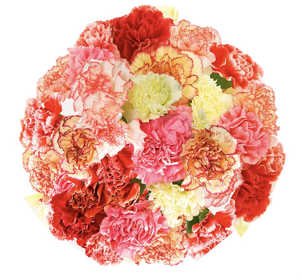 Amazon.com : GlobalRose 100 Bicolor Carnation Flowers