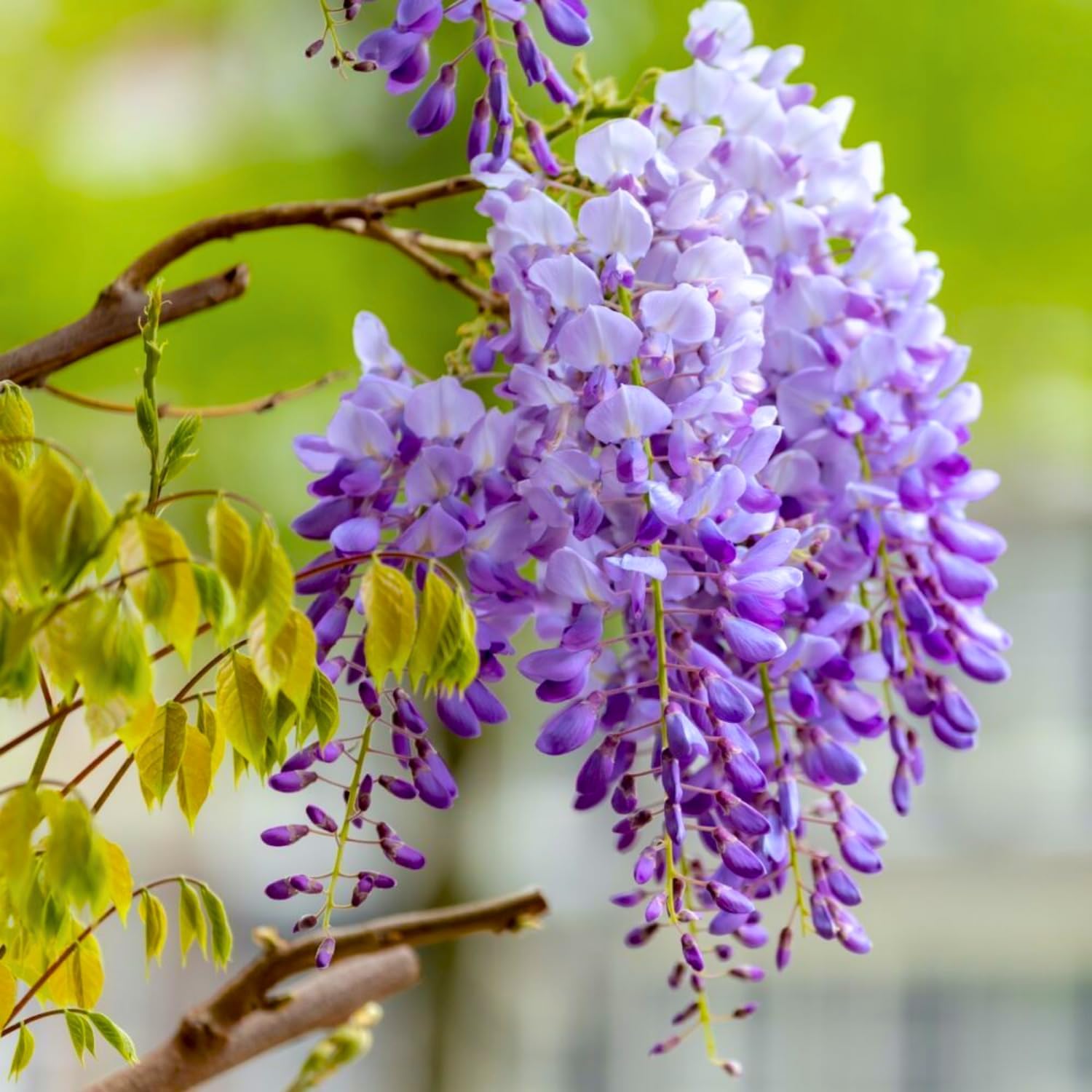 Purple Wisteria Plant in 4 Inch Pot, Wisteria Vine Starter, Hardy Climbing Flowering Vine for Trellis, Arbor or Garden