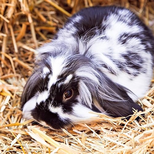 Miniatura 4 de Blue Mountain Hay Paja de cama orgánica (3 libras) de animales naturales para cobayas, chinchillas, conejos, hámsters, pollos, gatos salvajes y