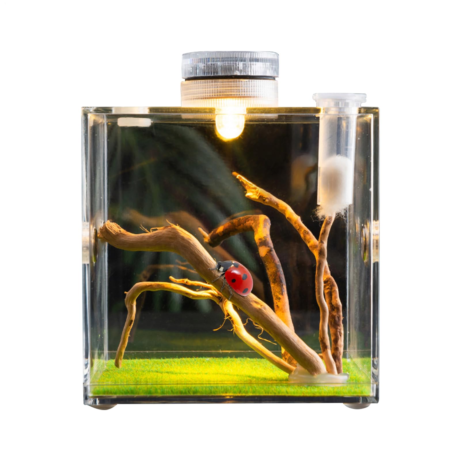 Enclos pour araignées sauteuses, Habitat d'araignées, Terrarium d'araignées, Cage à araignées, Cage en Acrylique, Terrarium à Insectes