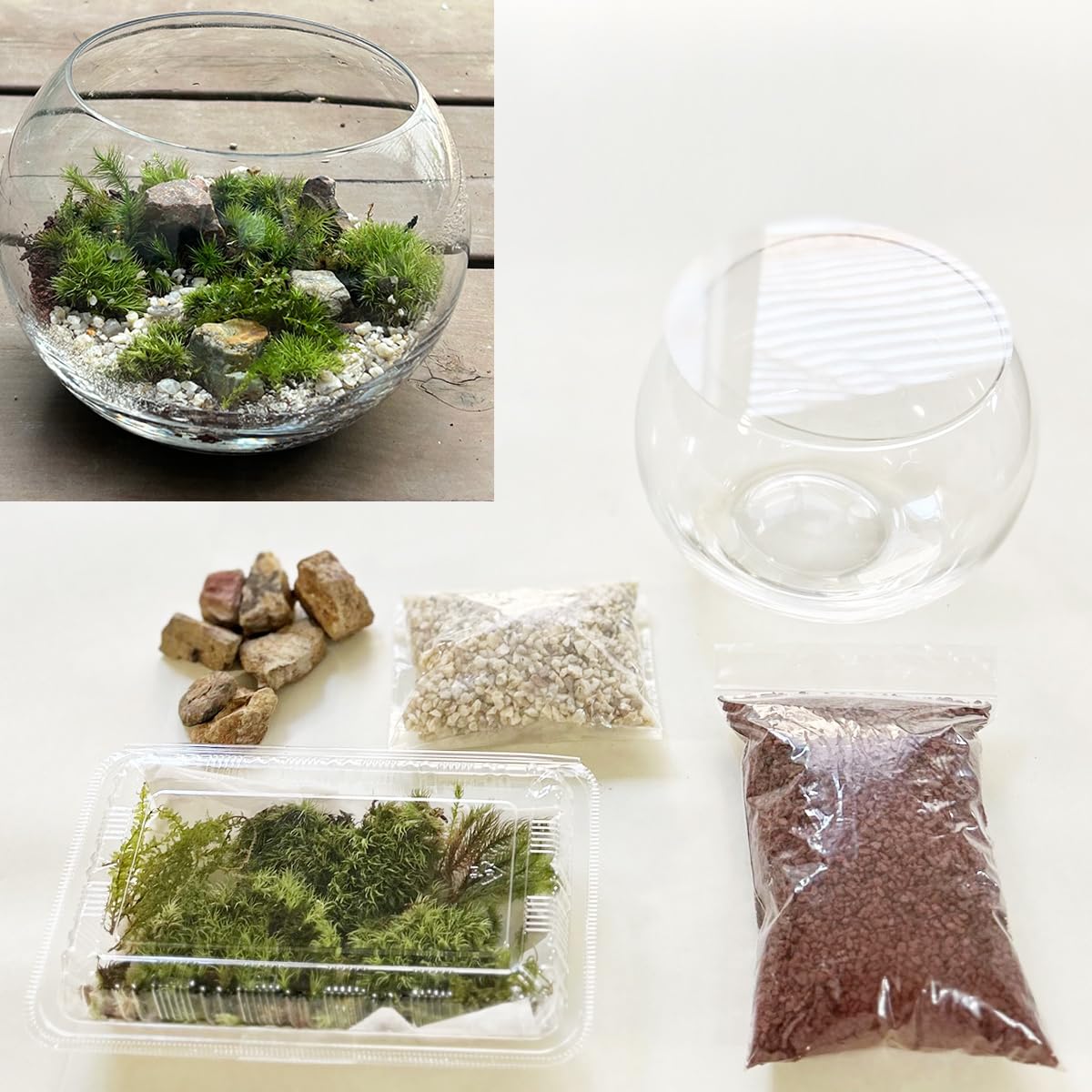 Amazon.co.jp: コケテラリウム 作成キット 蓋つきボウルLサイズ
