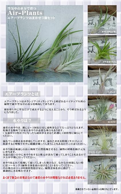 Amazon Co Jp エアープランツ 空気中の水分で育つ エアープランツおまかせ3個セット チランジア チランドシア 観葉植物 ホーム キッチン