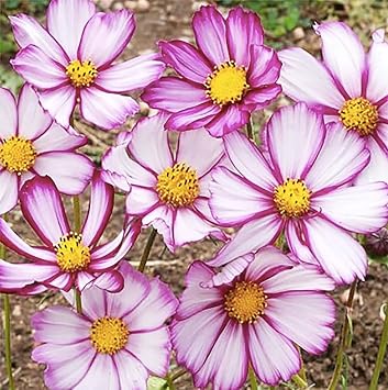 Picotee Cosmos Seeds - Long Blooming Period in All Zones