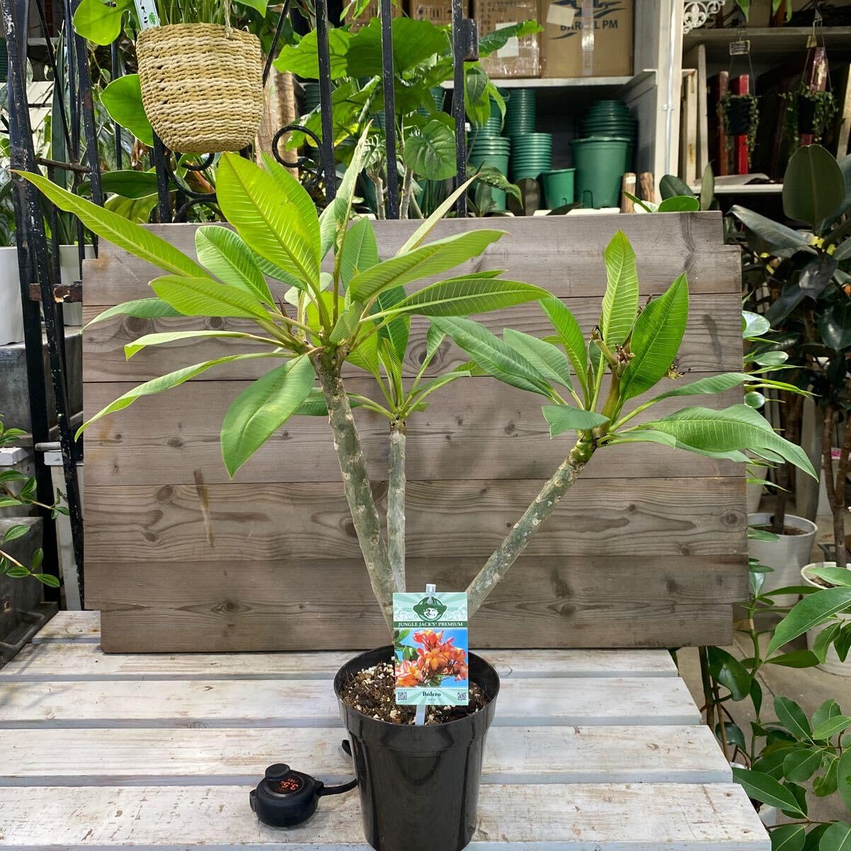 Amazon.co.jp: プルメリア ボレロ⑥5号 鉢底から約63cm 7月18日