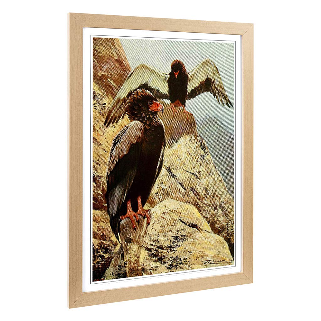 Big Box Art Framed Print of Vintage W Kuhnert Bateleur Eagle Design | Wall Art Picture | Home Decor for Kitchen, Living Room, Bedroom, Hallway, Oak, A2 / 24.5x18 Inch / 62x45cm