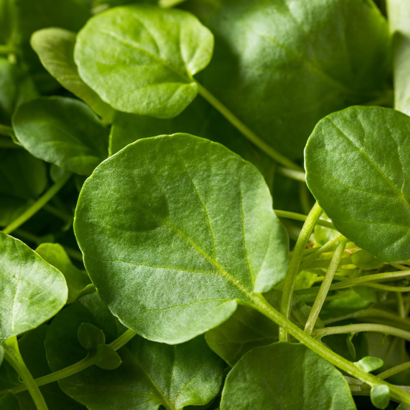 - HERB SEEDS - AMERICAN LAND CRESS - 7 GRAMS