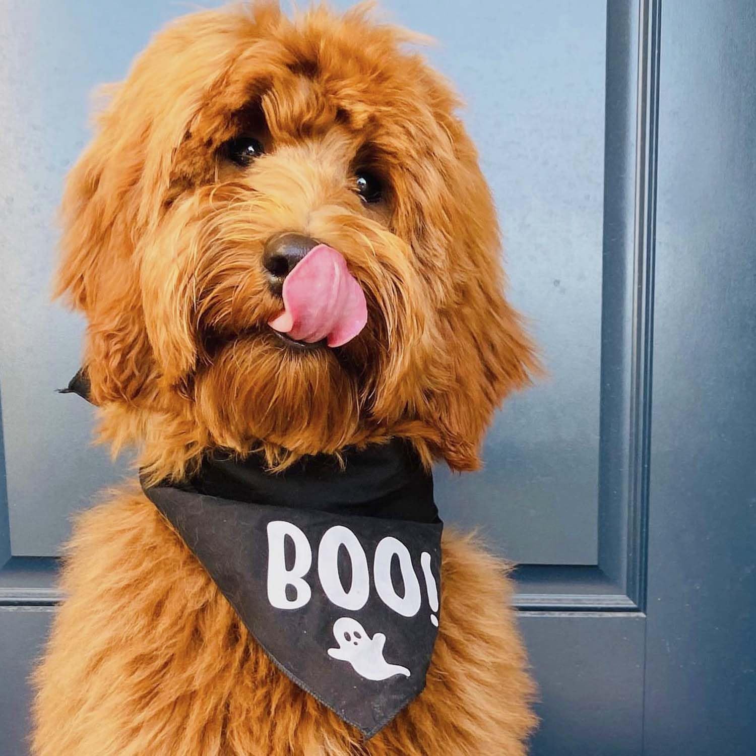 Boo! with Ghost Halloween Hundehalstuch, Schwarz