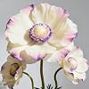 Large Saffron Crocus Bulbs – Healthy Growth, Strong Flowering, Perfect for UK Gardens,Hardy Perennial, Excellent Display-4bulbs-A