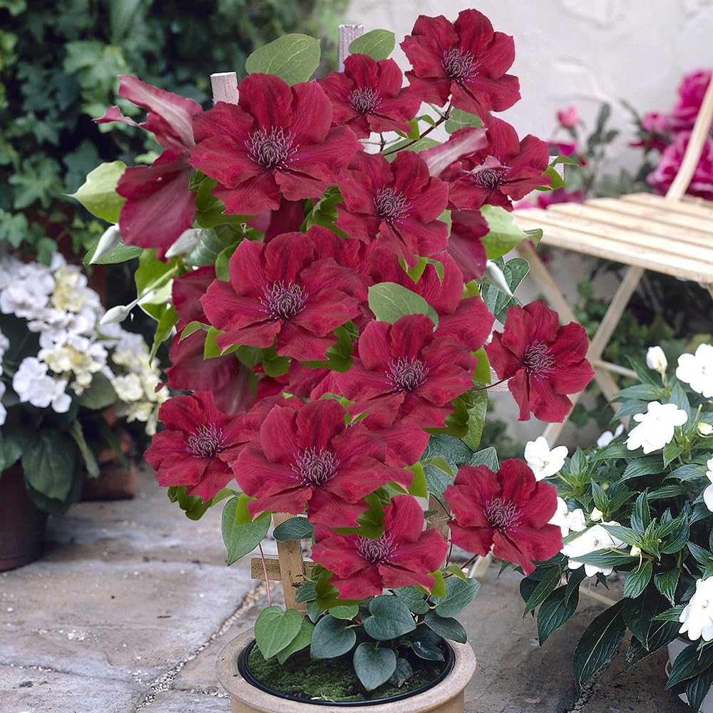 You Garden - 1 x Patio Clematis 'Nubia Boulevard' in a 10.5cm Pot Supplied as 1 x Established Red Clematis Garden Ready Climbing Plants for Gardens and Patios โ image 1