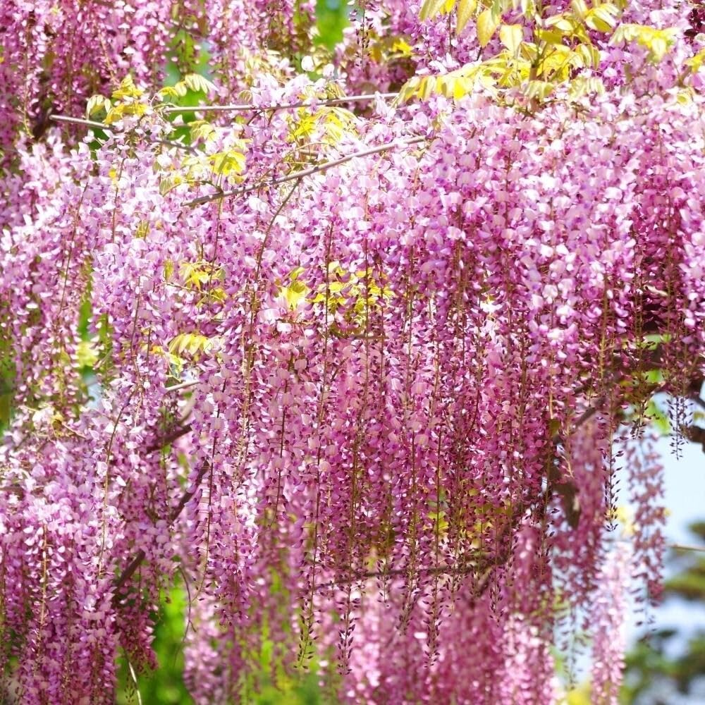 SVG® Wisteria flower seeds Imported seeds & Home gardening pack of 30-40 seeds (Pink) (B0CVRMSSX1) Amazon Price History, Amazon Price Tracker