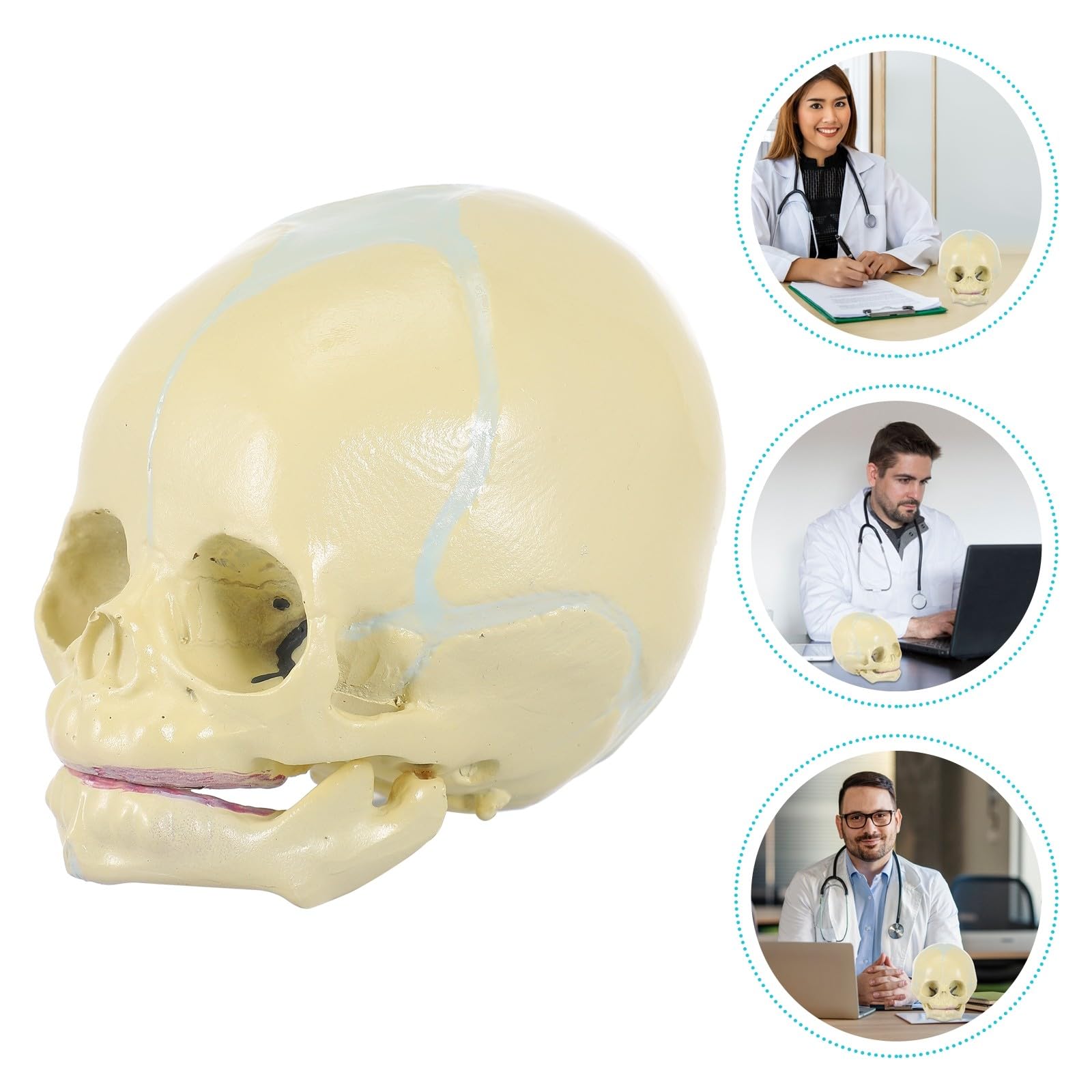 Mikikit Lebensgroßes Anatomisches Schädelmodell aus PVC Beigefarben für Schülerunterricht und Darstellung im Zuhause 30 Wochen Fötus