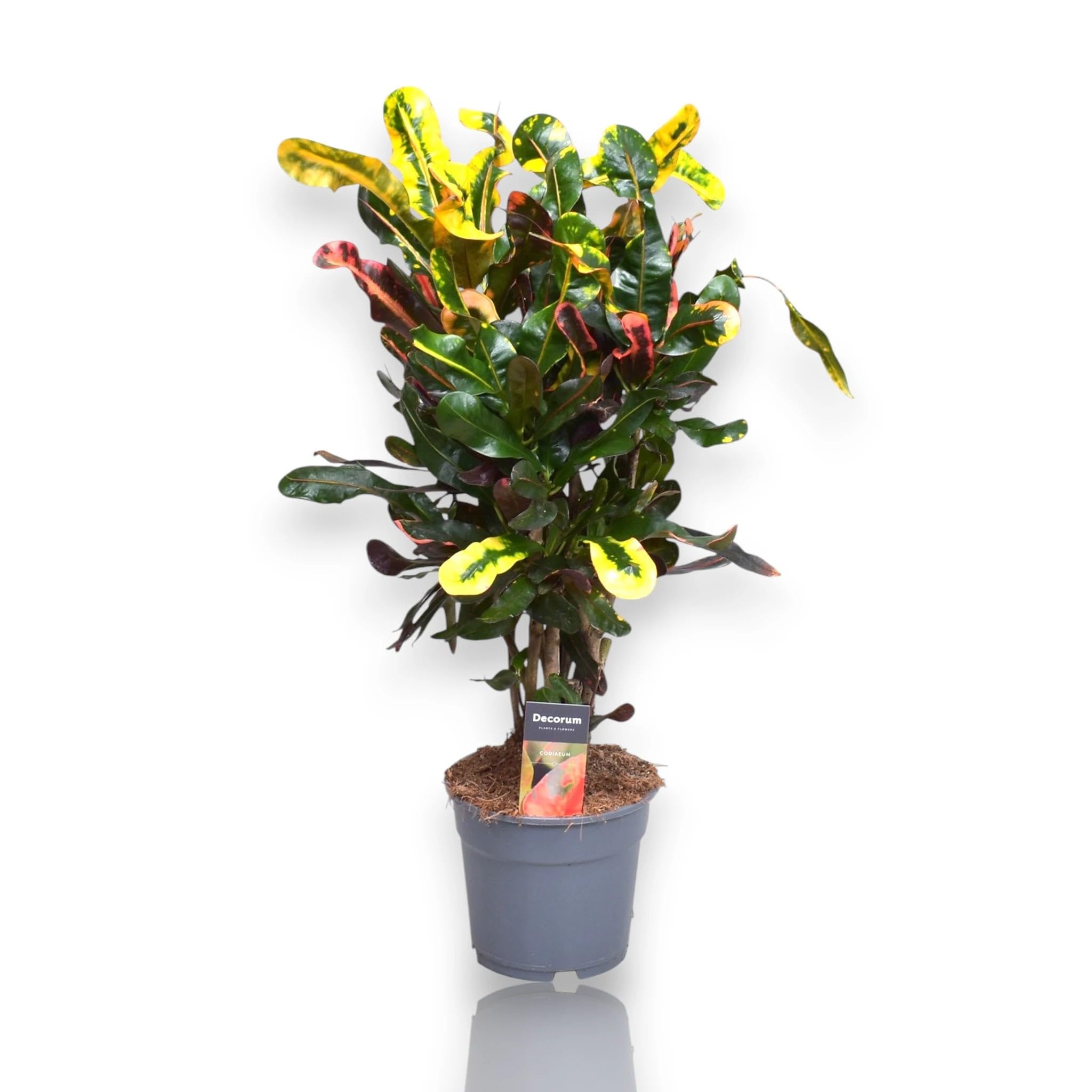 Codiaeum variegatum 'Mammi' Pianta Ornamentale da Interno, Verde e Giallo, 60-80 cm, Vaso 17
