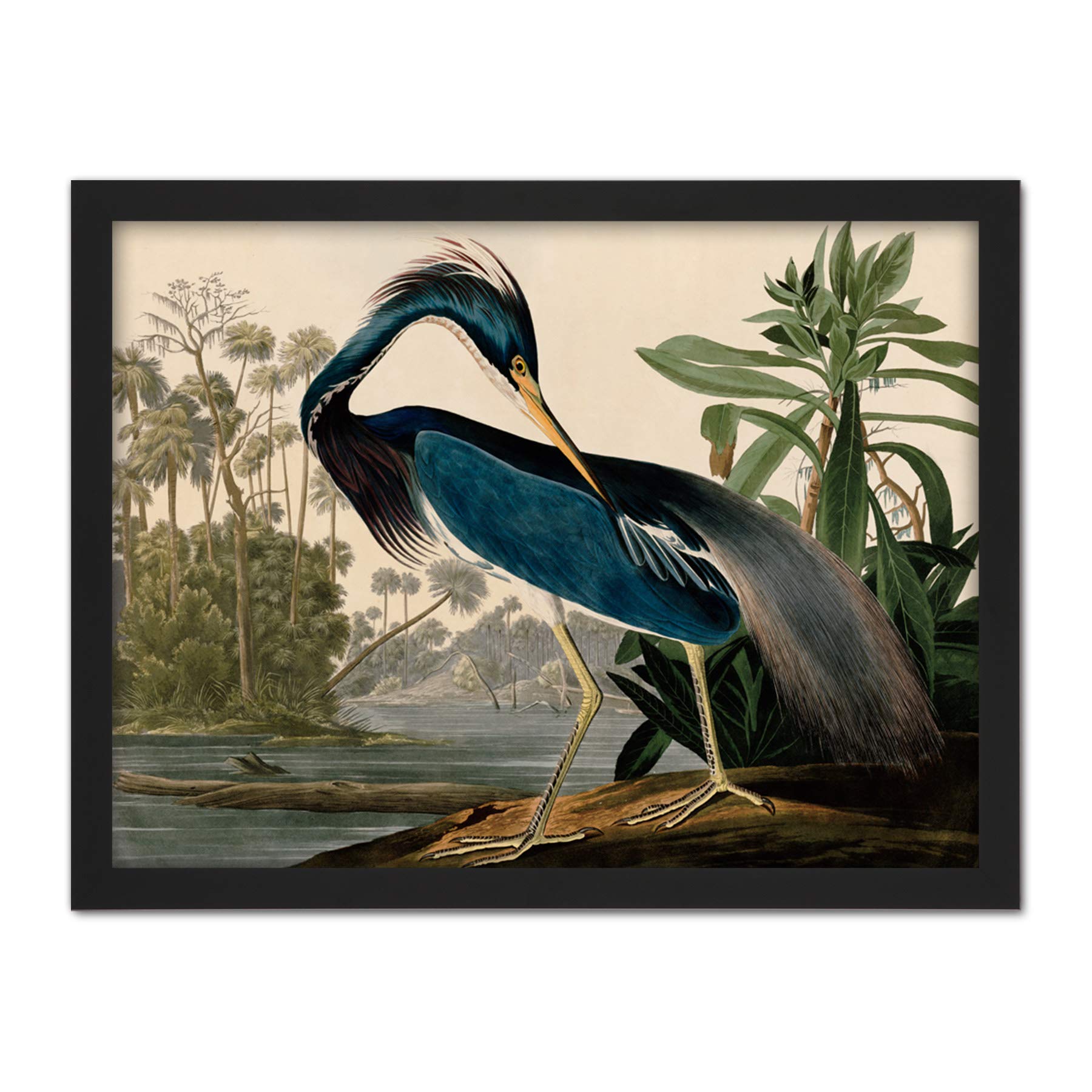 Artery8 Audubon Birds Louisiana Heron Painting Artwork Framed Wall Art Print 18X24 Inch