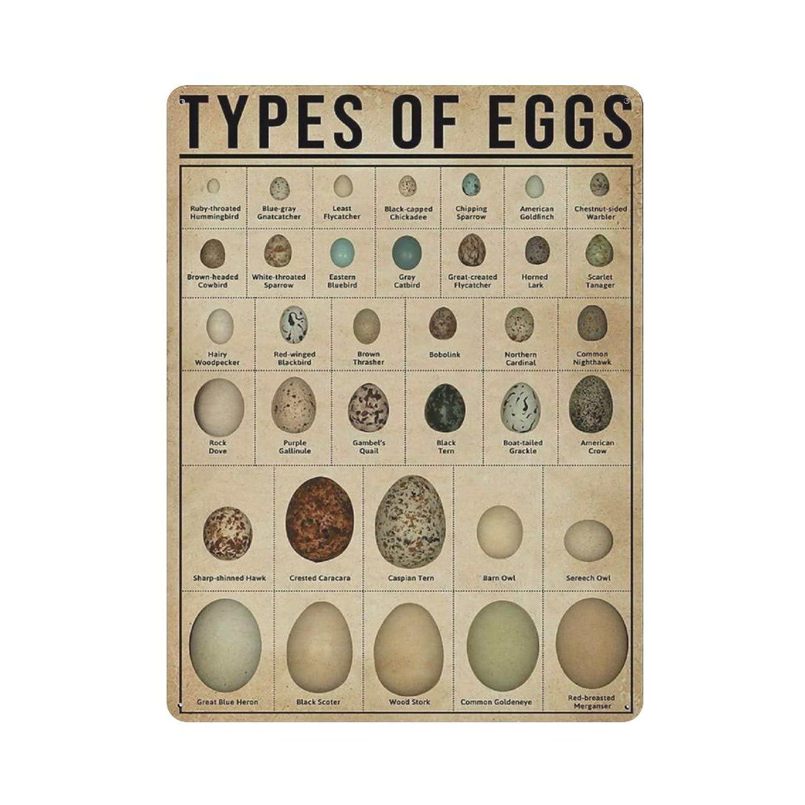 Knowledge Graph of Eggs Tin Sign Metal Plaque Art Hanging Iron Painting Retro Home Kitchen Garden Garage Wall Decor 16"X12"
