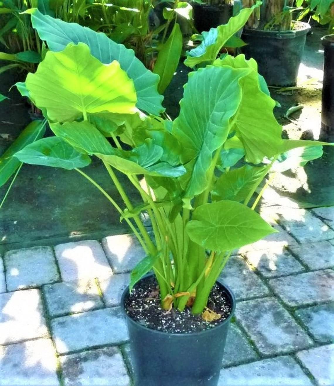 buy philodendron micans Philodendron 'Micans'