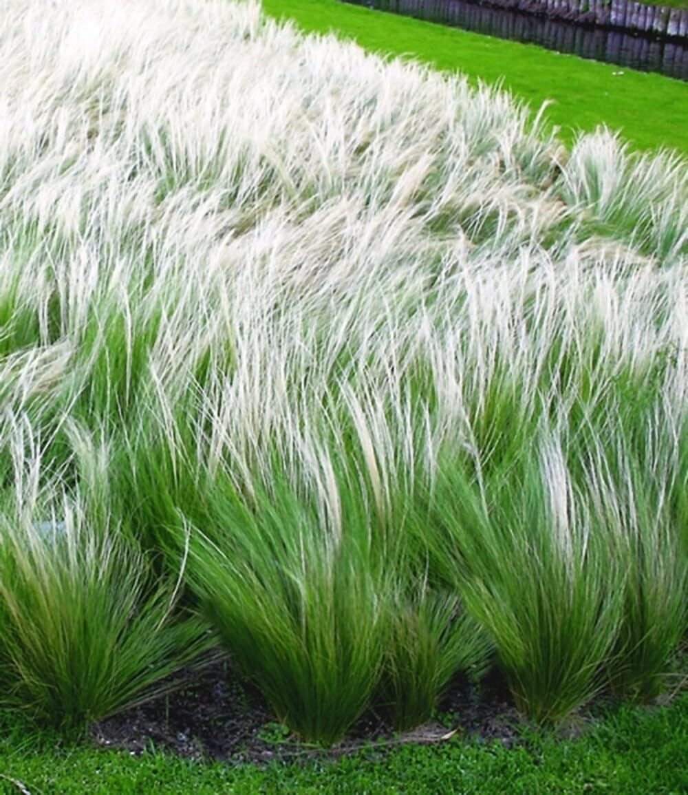 BALDUR Garten 15x Mädchenhaargras Federgras, Pflanzen im 9x9 cm-Topf | Engelshaargras winterhart, Garten-Ziergräser, winterharte Staude, trockenresistent & mehrjährig, blühend, Stipa borysthenica