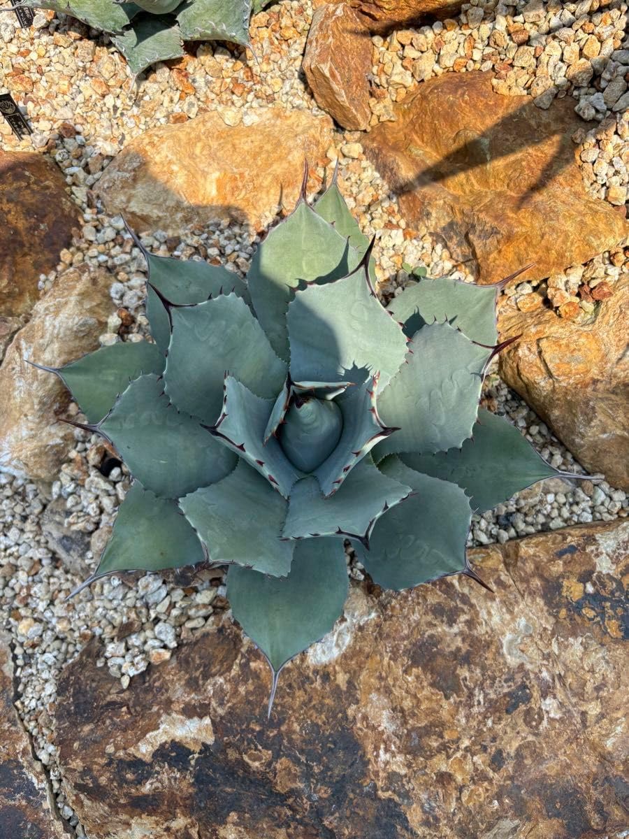 極太 巨木感 低重心 Bonsai 激渋 発根済 オペルクリカリア デカリー