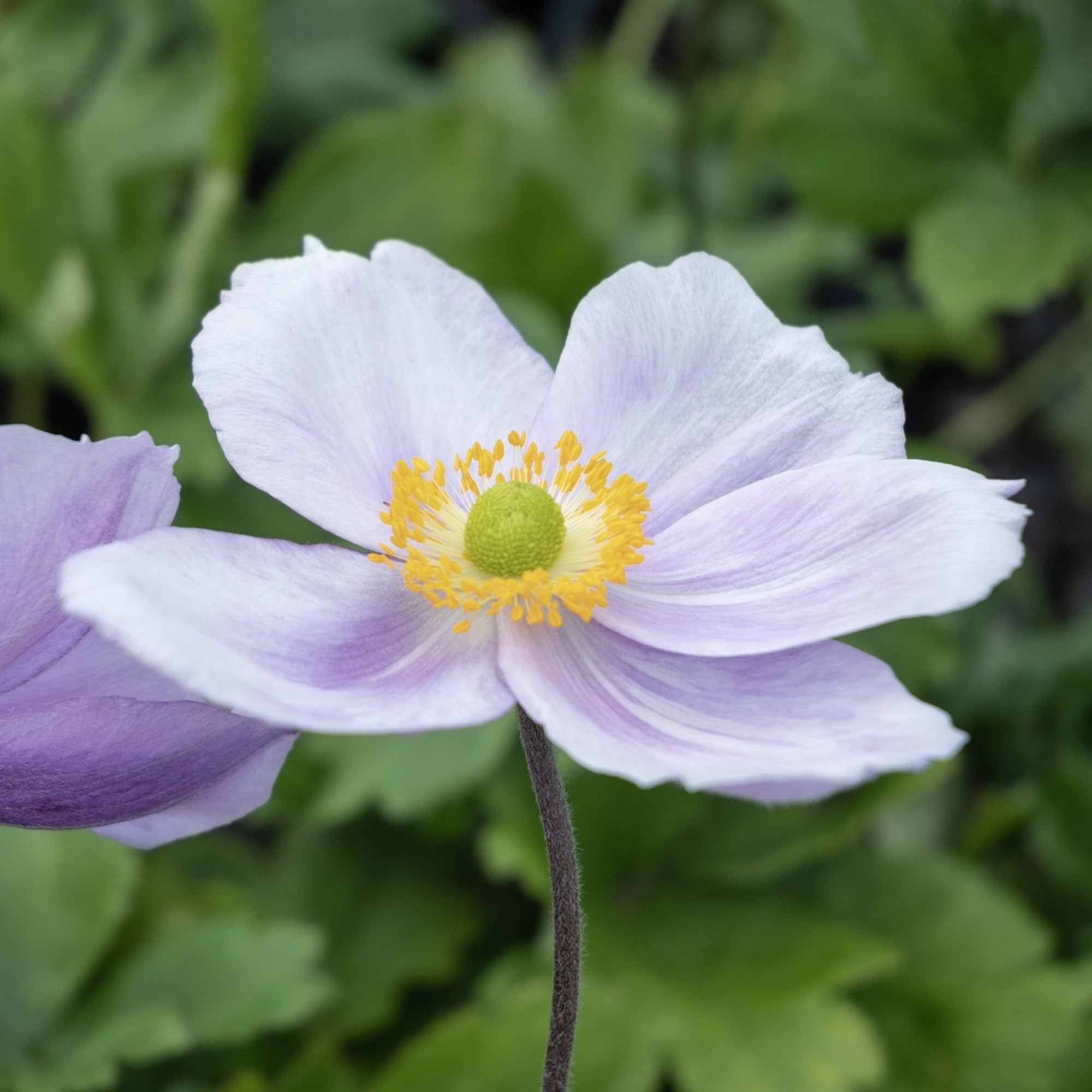 Anemone Regal Swan - Outdoor Plants Garden Ready - Deciduous Pink Flowering Perennial Plant for Pots, Containers, Borders and Flower Beds (9cm Pot, 15-25cm)