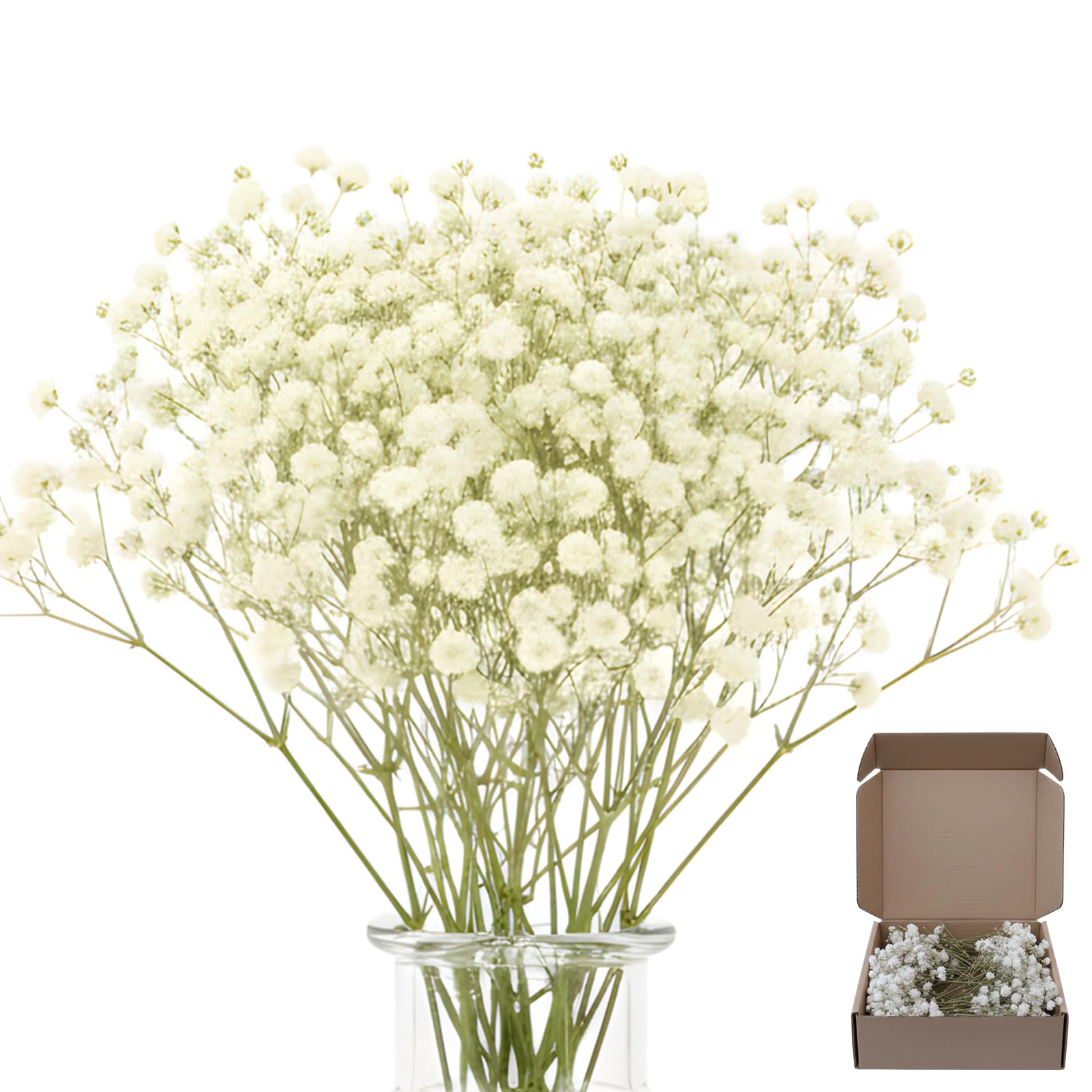 100 Pcs Dried Gypsophila Flowers, Gypsophila Flowers for Vase Arrangements, Dried Flowers for Home Decor, Crafts and Floral Displays