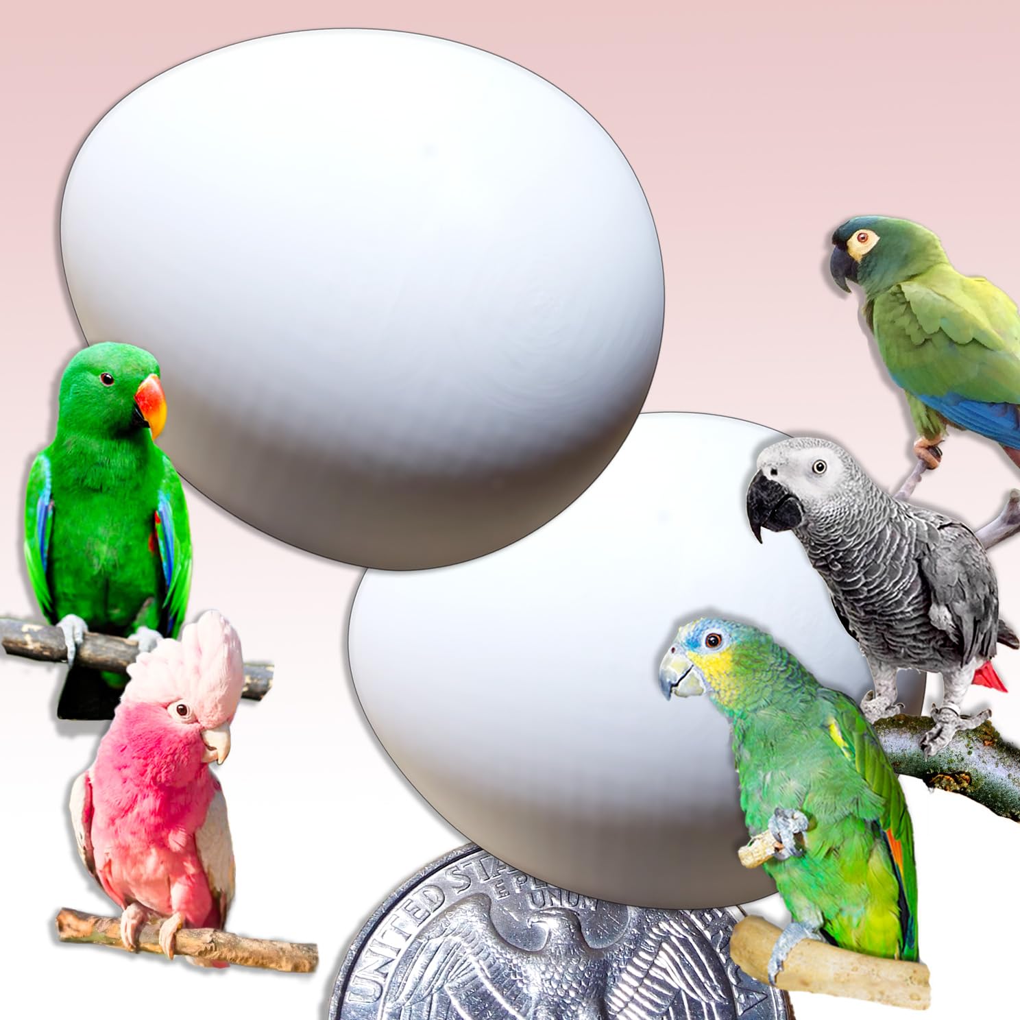 DummyEggs Plastic Parrot - 2 Solid Medium 1-1/2" x 1-1/4" (3.7 x 3cm) Non-Toxic Dummy Eggs for African Grey, Eclectus, Azn Parrot Tricks Your Parrot Everytime!