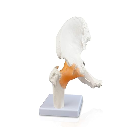 Vision Scientific VAJ233 Classic Functional Hip Joint Model, Articulates with