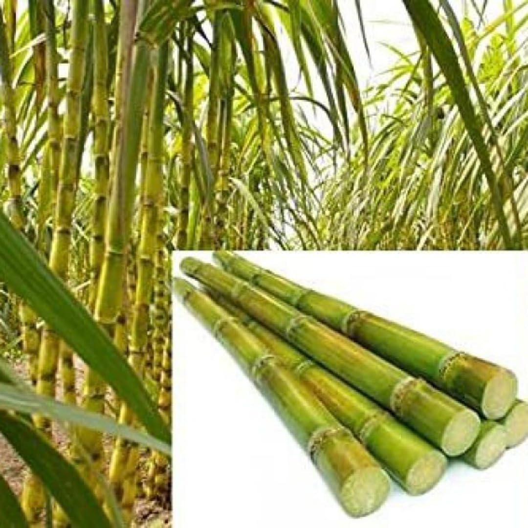 See full amazon price history chart for SANJU__ SUGERCANE PLANT | Philipine Black Sugercane Plant | SUGARCANE SEEDLING PLANT | A018 SANJU__ SUGERCANE PLANT | Philipine Black Sugercane Plant | SUGARCANE SEEDLING PLANT | A018 (B0CNLMWZ62) Amazon Price History, Amazon Price Tracker