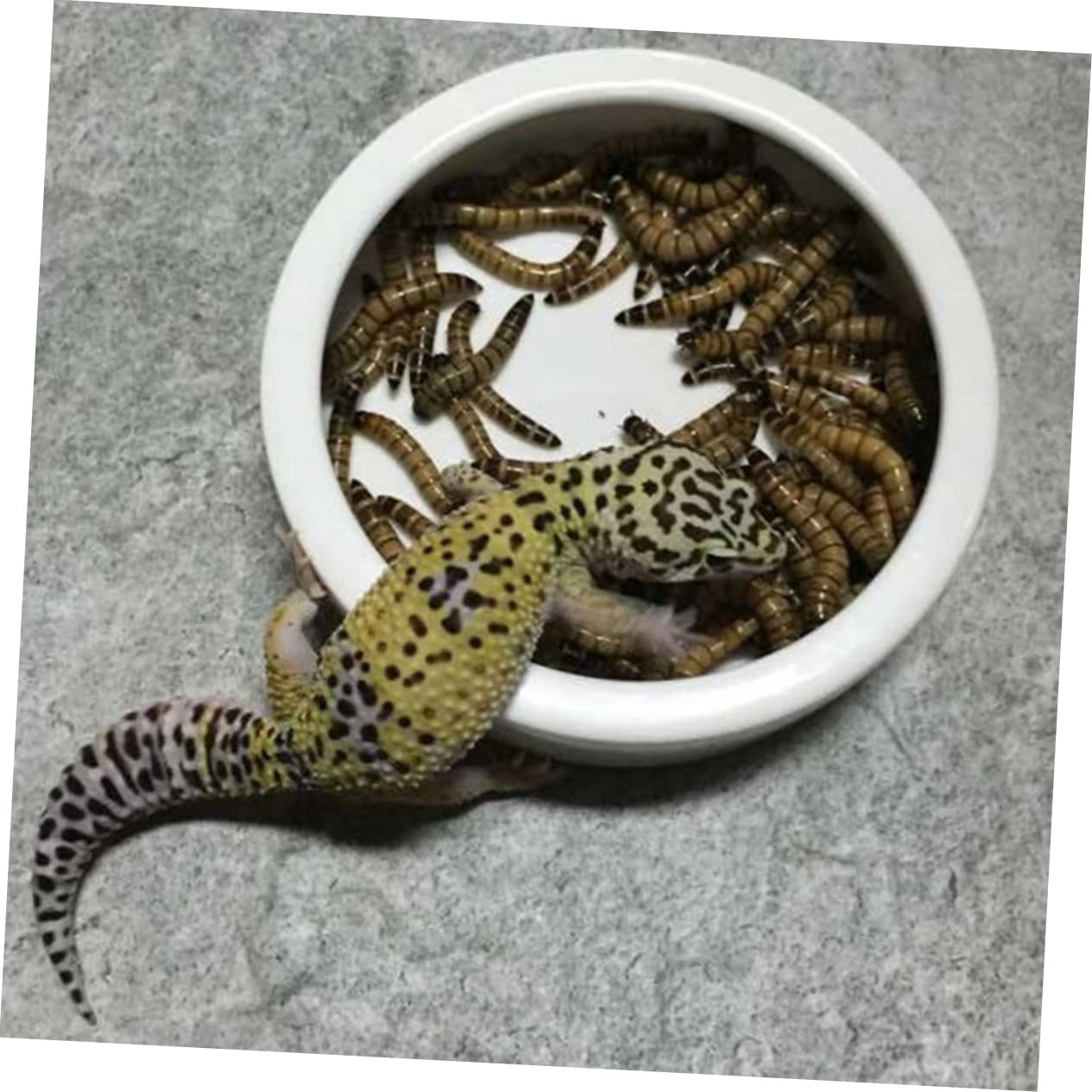 GALPADA 3pcs Reptile Food Feeder Feeding Bowl Stainless Steel Tweezers Bowl Bend Tweezer for Tortoise Lizard Snake Easy to Clean