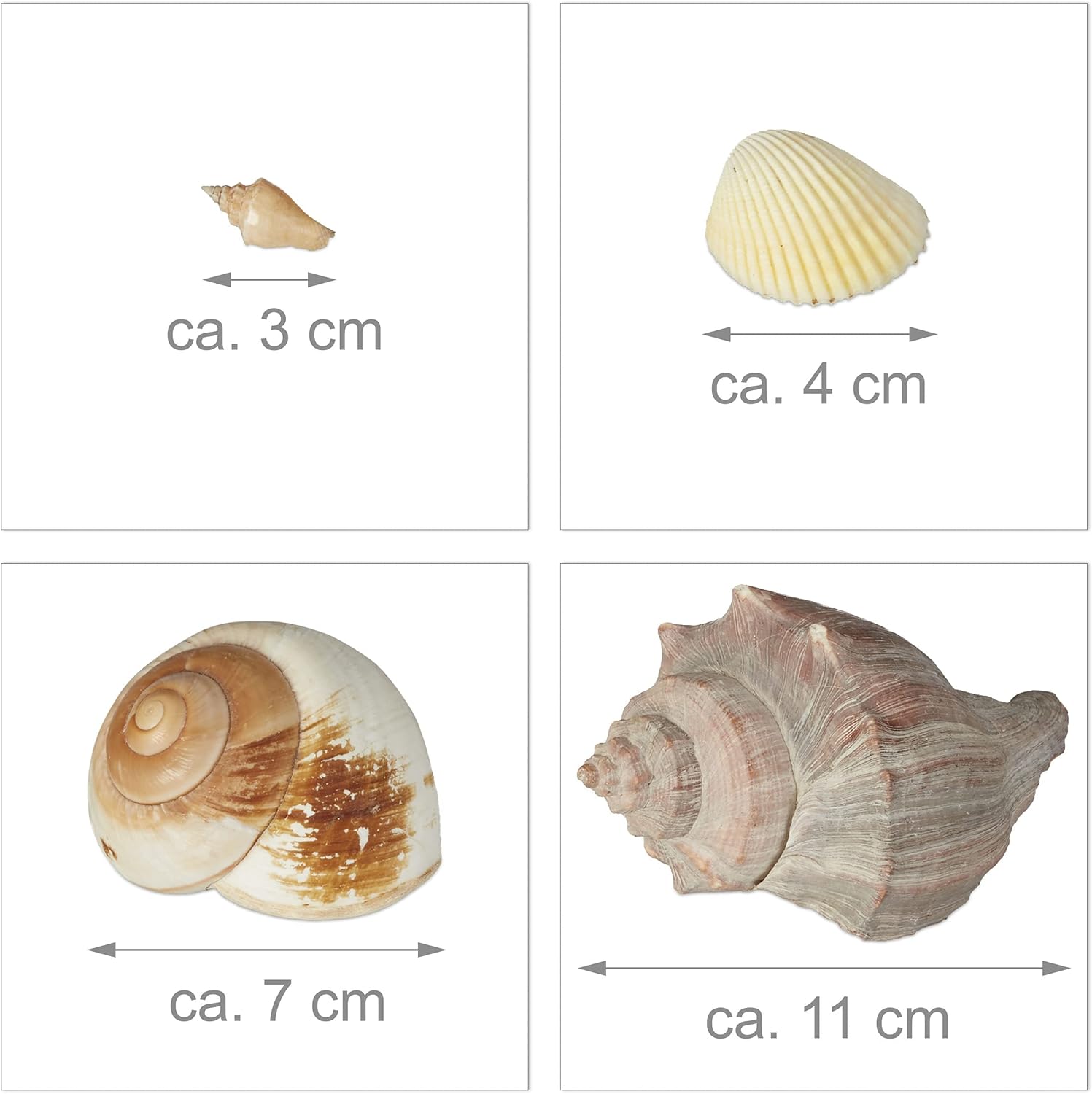Relaxdays Decor Seashell Set, Mix with Large Sea Snails, Scallops, Beach Crafting Decoration, Maritime, 2 kg, Colourful