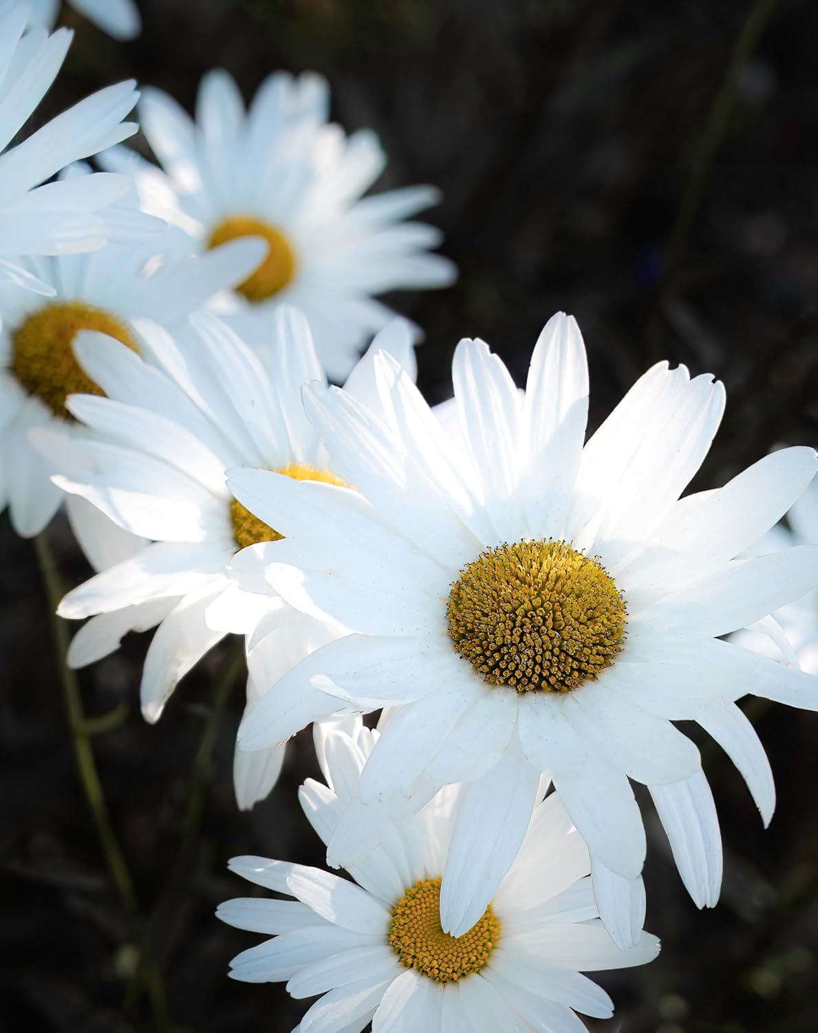 Fragments of Light: A Collection of Fine Art Photography and Verse | Nature-Inspired Reflections and Poetry | Gift and Hardcover Coffee Table Book | (Fragments of Light | A Medley of Vision & Verse)      Hardcover – Picture Book, April 1, 2025
