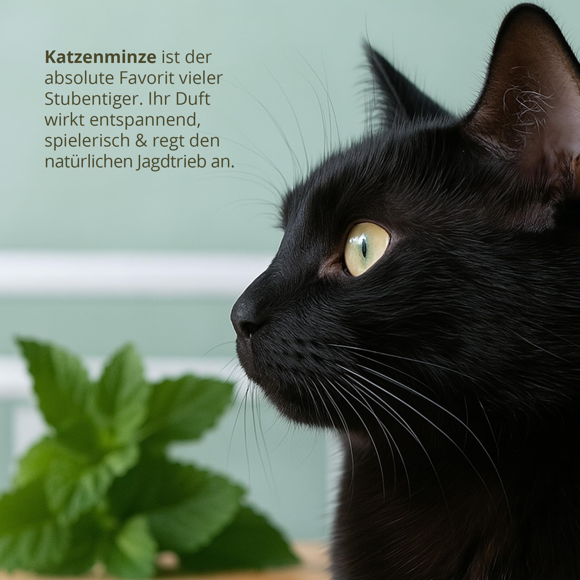 Tool & Tree mini-Garten Katzenminze – Pop-Up DIY Garten Set für Katzenliebhaber & Familien – inkl. Katzenminze-Saatgut, Anzuchtschale & Bastel-Deko – nachhaltiges Geschenkidee für kreative Köpfe