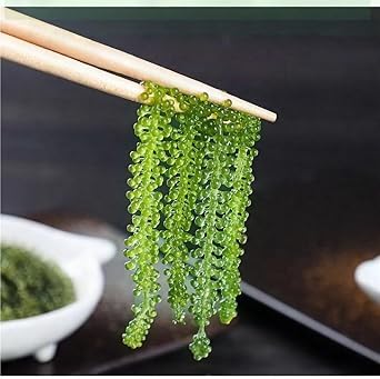 Mckona-Sea Grapes - Natural Edible Seaweed, 100g Bag