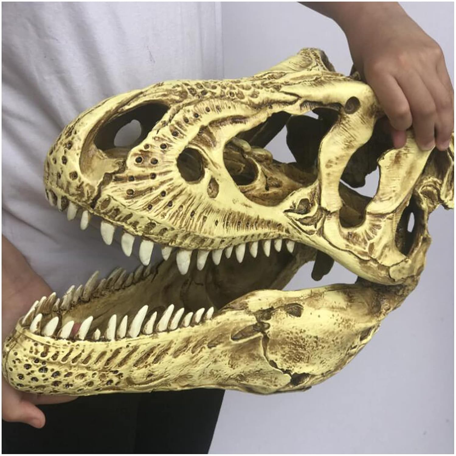Tyrannosaurus Rex Skull Model Replica Dinosaur Skull Specimen Resin Skulls Statue Fossils Desktop Home Office Decor Craft Teaching Prop