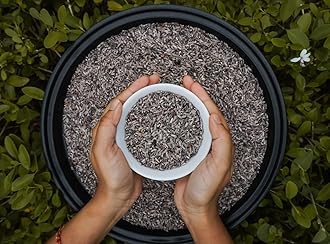 Purple Rice (Labanya) by AAU Select (400)