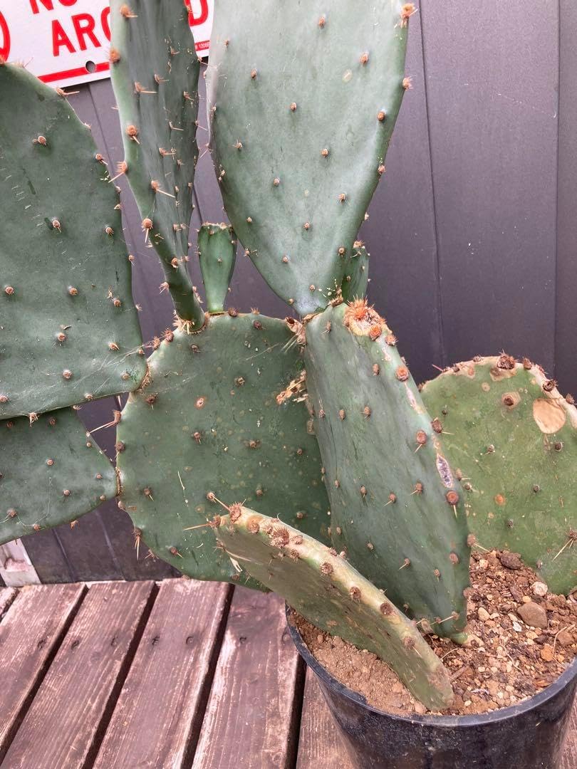 耐寒性オプンチア フミフサ群生株◇団扇サボテン南国ドライガーデン