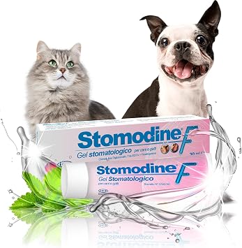 Stomodine F 30ml Amazon Fr Hygiene Et Sante