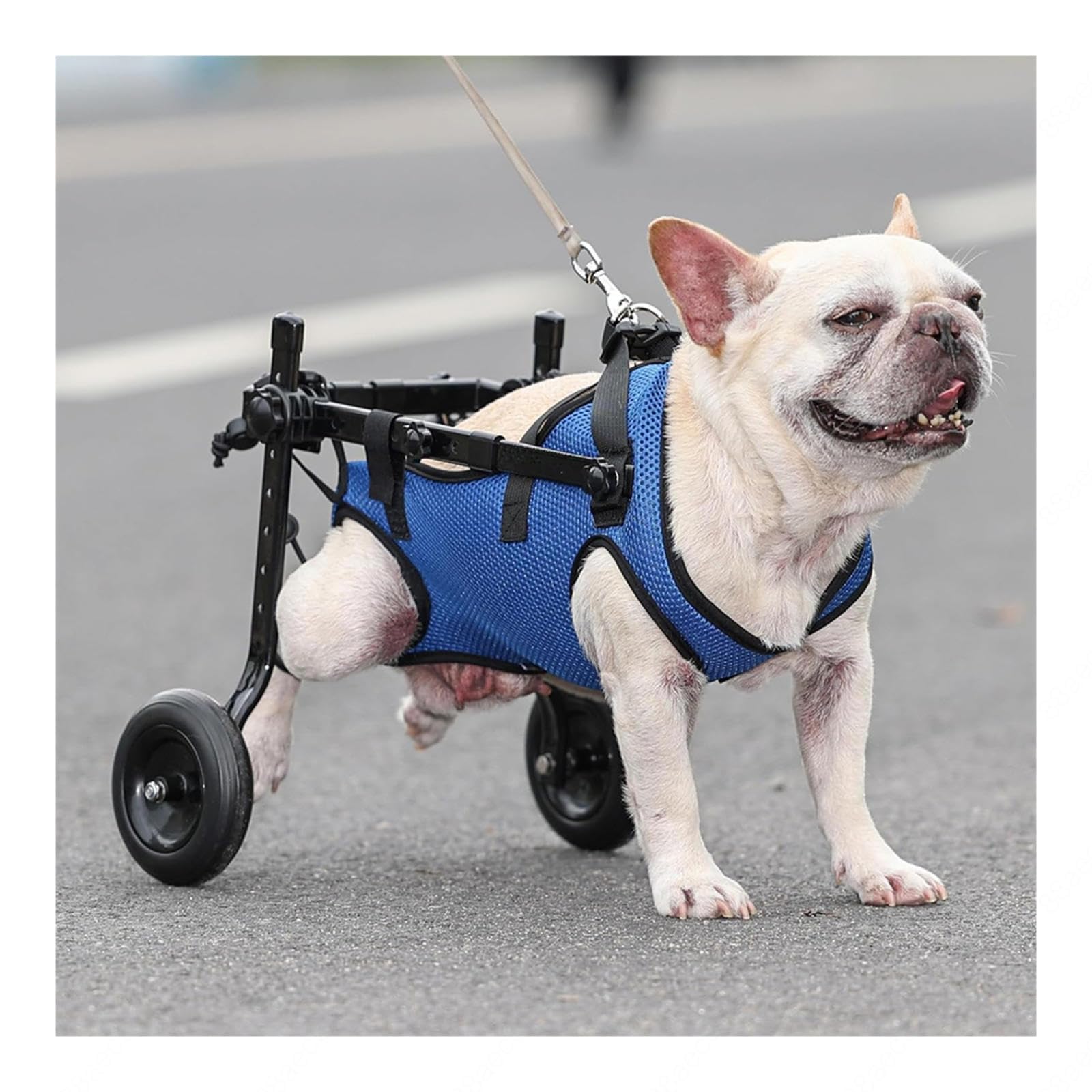 ペット用後足サポート車椅子 青 Amazon.co.jp: 犬 サポーター 後ろ足 脱臼 調節可能なペット用