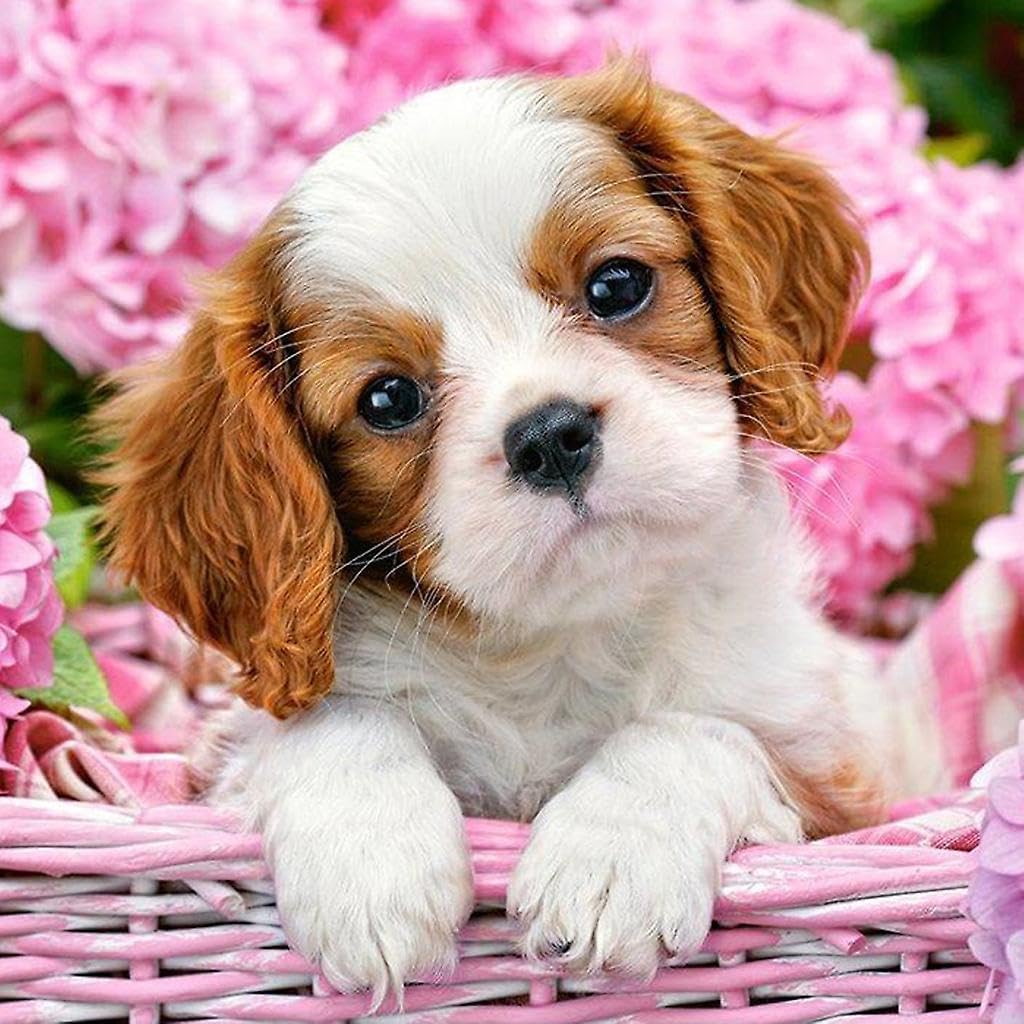 Syntego 5D DIY Diamond Painting for Adults 40 x 30cm, Round Drill Diamonds Canvas for Arts and Crafts (Cavalier King Charles Spaniel)