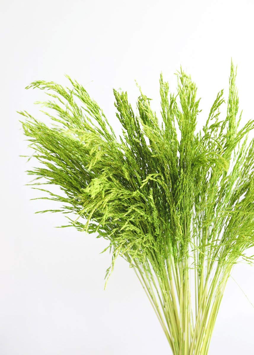 Afloral Preserved Congo Grass in Green