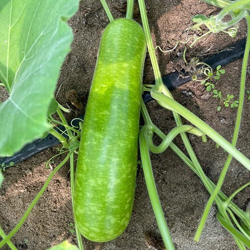 Miniatura 2 de 10 semillas NAM Tao Yai White Gourd Dark Green Fruit Gourd Semillas de calabaza para plantar