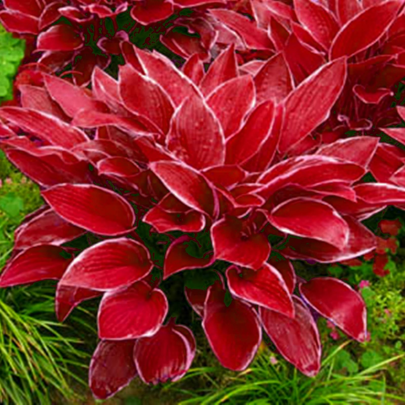 Premium Hosta Bulbs Simple to Grow – Perfect for Gardens, Enchanting Displays Hardy Hostas-4 Bulbs-H