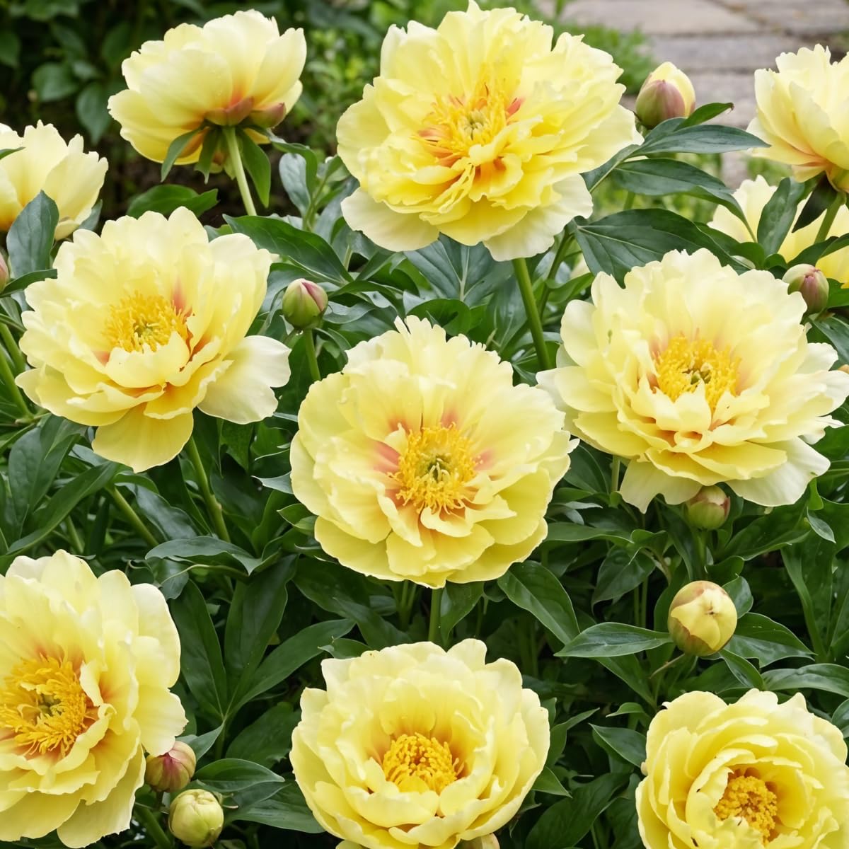 Pfingstrosen Pflanzen Winterhart Itoh Yellow Passion - 1 Wurzel - Päonien Hybride - Mehrjährige Staude - Pflanzen aus Holland für Garten und Topf (kein Samen, Zwiebeln, nicht künstlich)