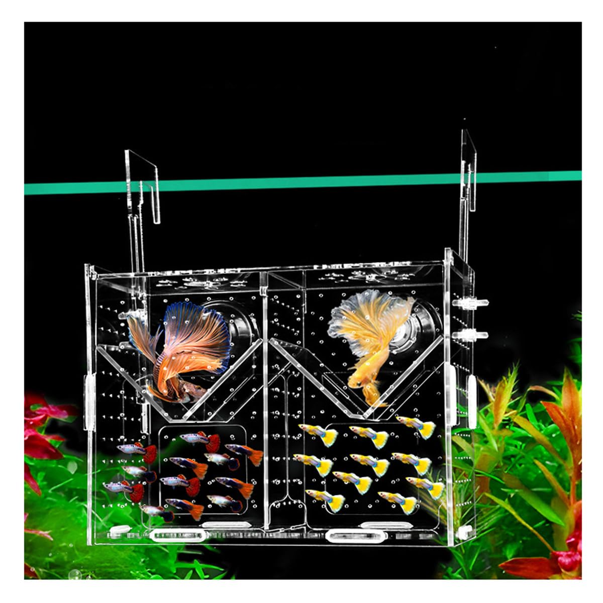 Amazon | Yurika 産卵ケース 水槽 隔離ケース 2in 1 凑 産卵後の